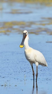Spoonbill (Platalea leucorodia), adult bird striding through shallow water, adult bird in