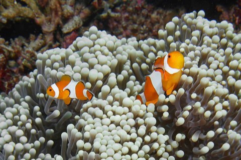 Two Ocellaris Clownfish (Amphiprion ocellaris), Nemo, swimming in a soft sea anemone in the