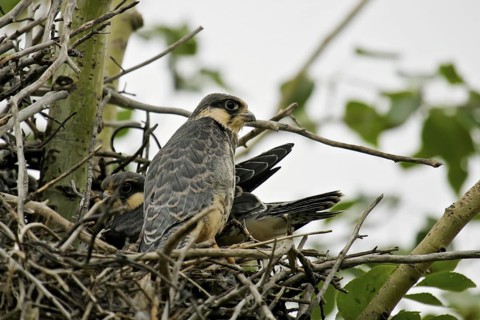 Amur Falcon (Falco amurensis) juveniles on nest, Dornod, Mongolia