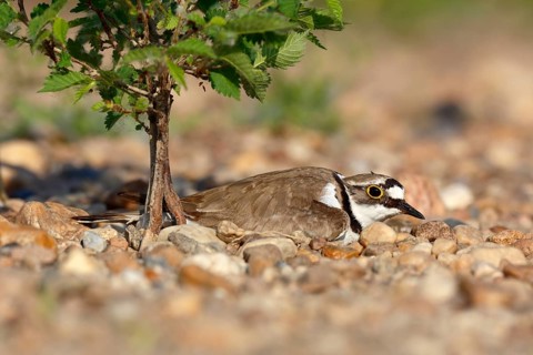 Little Ringed Plover (Charadrius dubius) on nest, Saxony-Anhalt, Germany