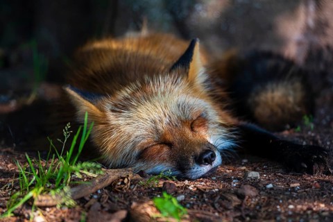 One adult red fox, Vulpes vulpes, resting close to a tree. Summertime, enjoying the warm sunshine