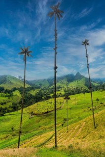 Wax palms largest palms in the world, Cocora valley, Unesco site coffee cultural landscape,
