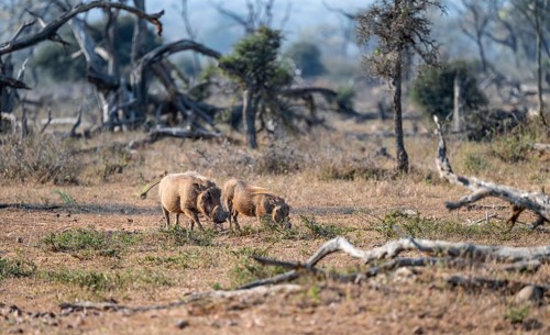 Warthog (Phacochoerus africanus), Kruger National Park, South Africa