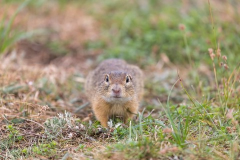 One European ground squirrel (Spermophilus citellus) or European souslik sitting in grass and