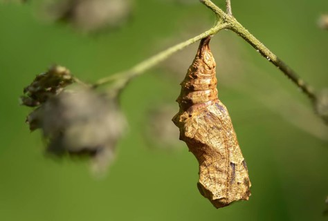 Cynthia Cardui, Painted Lady, Vanessa Cardui, Butterfly, Insects, Pupa, Pupa, Butterflies,