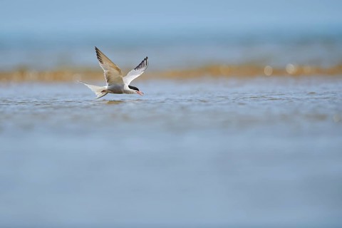 Elegant tern (Thalasseus elegans) flying in the sky above the sea, hunting, ebro delta, Catalonia,