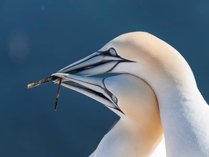 Northern Gannet (Morus bassanus) pair, Schleswig-Holstein, Germany