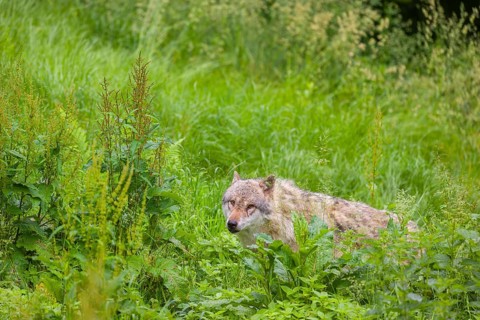 A submissive eurasian gray wolf (Canis lupus lupus) anxiously watches the higher-ranking wolves