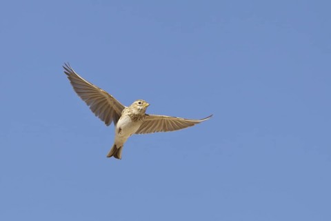 Lesser Short-toed Lark (Alaudala rufescens) flying, Spain