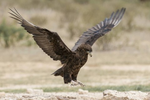 Bateleur (Terathopius ecaudatus) juvenile landing, Northern Cape, South Africa