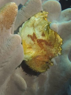 Rocking fish (Taenianotus triacanthus)