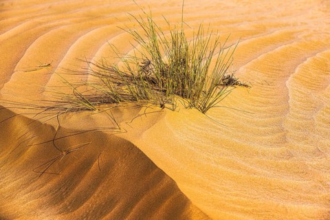 Green vegetation in a windswept sand structure, Arabian Peninsula, Sultanate of Oman
