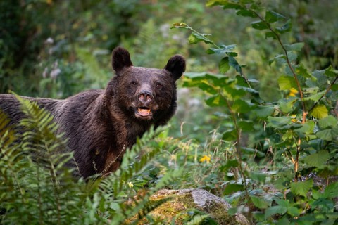 European brown bear or Eurasian brown bear (Ursus arctos arctos), brown bear in the forest, animal