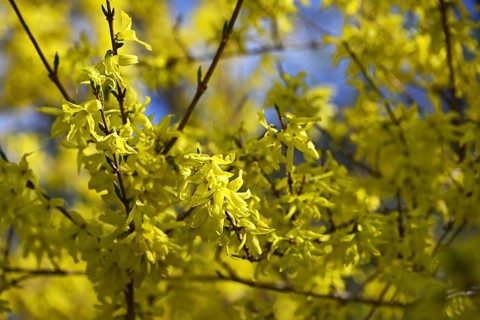 Forsythia, garden forsythia, golden lilac, golden bell (Forsythia x intermedia)