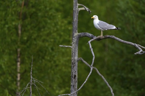 Herring gull, animals, birds, family of gulls, (Larus argentatus), standing on branch in tree,