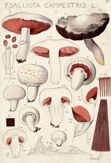 Mushroom, mushrooms, meadow mushroom, Agaricus campestris, syn. Psalliota campestris, authentic