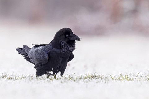 Northern Raven (Corvus corax), Saxony-Anhalt, Germany