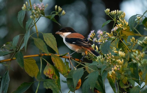 A long-tailed shrike or rufous-backed shrike (Lanius schach) sits on a tree branch, Sreepur,