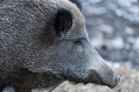 Wild boar (Sus scrofa), Daun Wildlife Park, Vulkaneifel, Rhineland-Palatinate, Germany