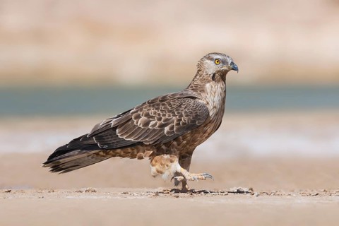 European Honey Buzzard (Pernis apivorus), Eilat, Israel