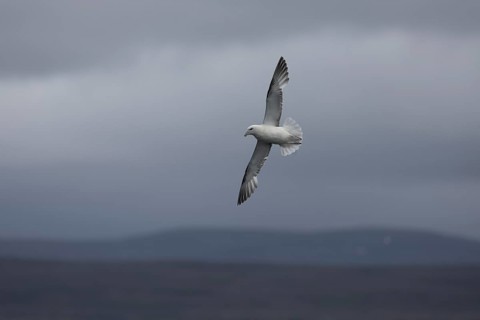 Northern fulmar (Fulmarus glacialis), in flight over the sea, Iceland