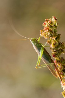 Acrididae, Caelifera, Conocephalus discolor, Conocephalus fuscus, field locusts, gomphocerinae,