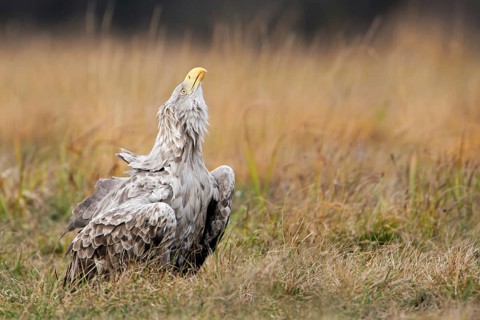White-tailed Eagle (Haliaeetus albicilla), Poland