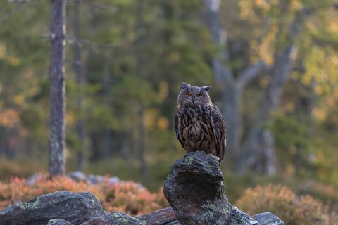 One Eurasian Eagle Owl, Bubo bubo, sitting on grey rocks, a birch tree in autumnal colors in the