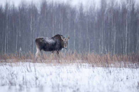 Eurasian elk (Alces alces alces), cow elk in a snow-covered forest clearing, Podlaskie Voivodeship,