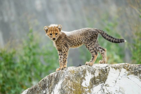 Cheetah (Acinonyx jubatus) youngster standing on a rock, captive, occurrence Africa