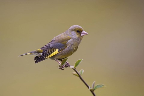 European Greenfinch (Chloris chloris), Brandenburg, Germany