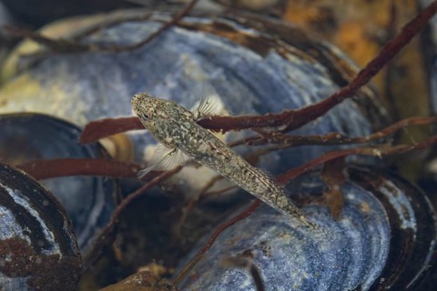This sand goby (Pomatoschistus minutus) has chosen a mussel bank (Mytilus edulis) as its habitat,