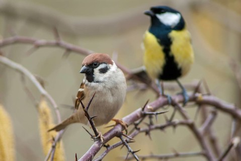 Tree sparrow, great tit, parus major, passer montanus, sparrow, tree sparrow, birds, tit, passeri,