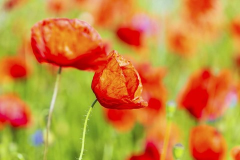 Corn poppy (Papaver rhoeas) in bloom, Saxon Switzerland, Saxony, Germany