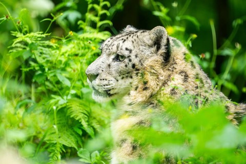 Snow leopard (Panthera uncia syn. Uncia uncia) in the forest, Germany