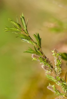 Wicker, osier, salix viminalis, flora, high size, portrait format, plants, plants