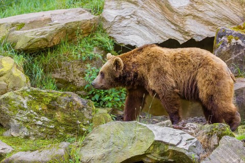 An adult brown bear (Ursus arctos arctos) walks across a rocky slope