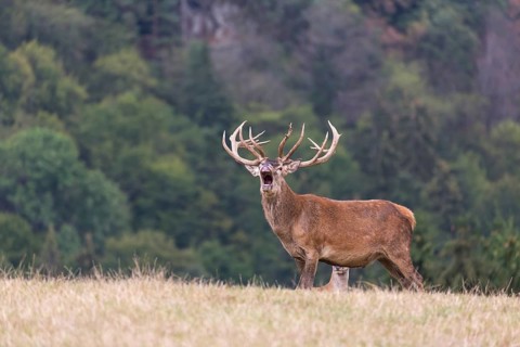 Red Deer buck standing on a meadow in autumn. Accompanied by some females. Trees in background