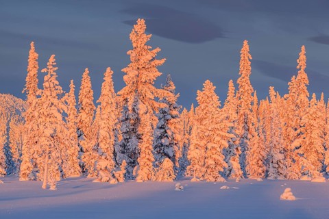 Snow-covered trees, sunrise, morning light, winter, near Porjus, Lapland, Sweden