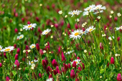 Flowering meadow with daisies (Leucanthemum) and incarnate clover (Trifolium incarnatum) in bloom,