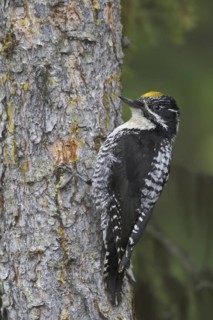American Three-toed Woodpecker (Picoides dorsalis) male, British Columbia, Canada