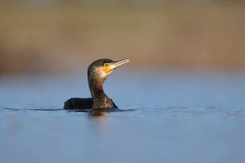 A large cormorant swims gracefully through the tranquil waters of Puebla de BeleÃ±a, Spain. The