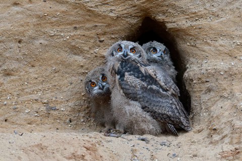 Eurasian Eagle-Owl (Bubo bubo) juveniles at breeding cavity, North Rhine-Westphalia, Germany