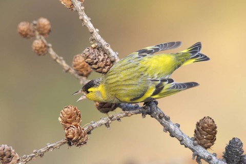 Eurasian Siskin (Spinus spinus) male, St. Gallen, Switzerland