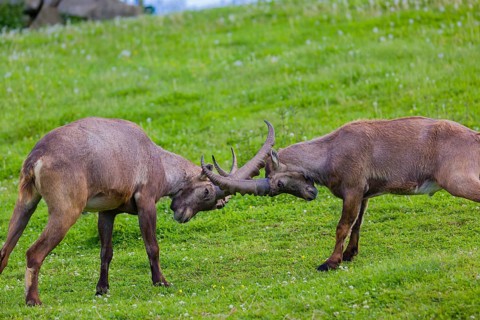 Two young male ibex (Capra ibex) playfight on a green meadow