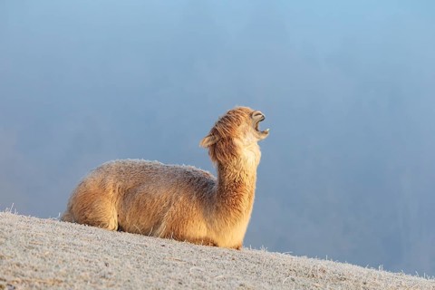 Alpaca (Vicugna pacos), yawning, white animal, adult animal, female animal, resting, frost-covered