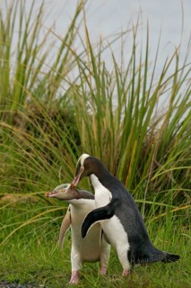 Yellow-eyed Penguin (Megadyptes antipodes) pair displaying, South Island, New Zealand