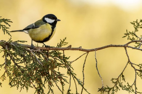 Great Tit (Parus major), perched on a branch, Cantalejo, Castile and Leon, Spain