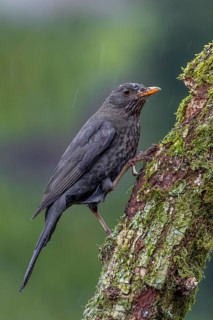 Female blackbird (Turdus merula) looking for food on the branch of an oak tree, April, Germany