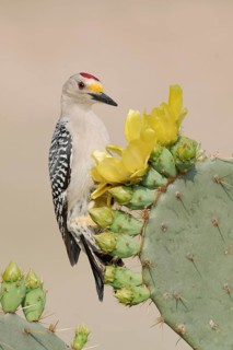Golden-fronted Woodpecker (Melanerpes aurifrons) male perched on a cactus, Texas, USA